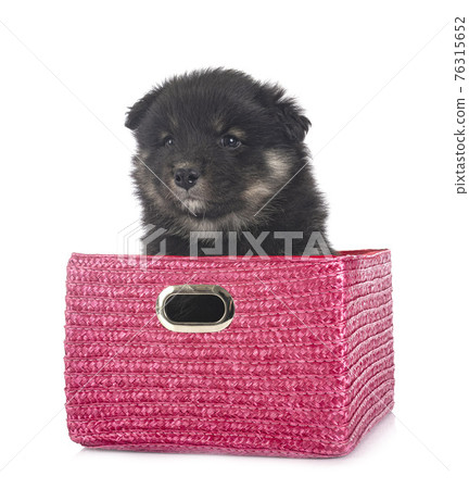 puppy Finnish Lapphund in studio 76315652