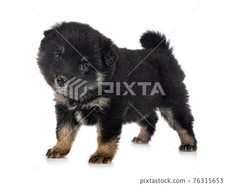 puppy Finnish Lapphund in studio puppy Finnish Lapphund in studio 76315653