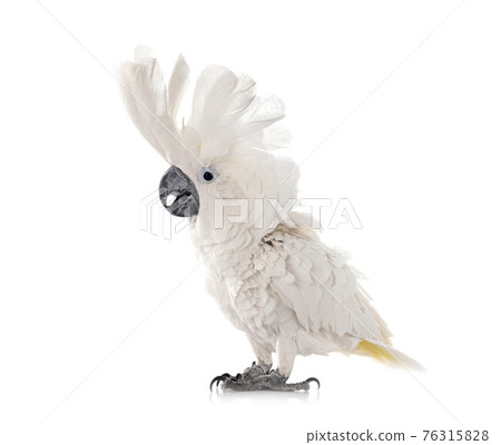White cockatoo in studio White cockatoo in studio 76315828
