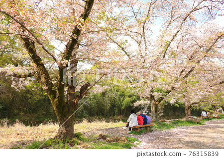 A row of cherry blossom trees in the Shioda Cultivated Embankment, Hinode-cho, Tokyo 76315839