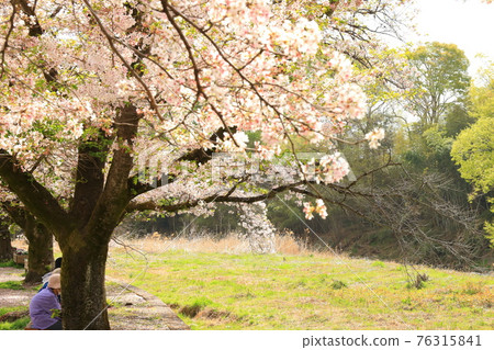 A row of cherry blossom trees in the Shioda Cultivated Embankment, Hinode-cho, Tokyo A row of cherry blossom trees in the Shioda Cultivated Embankment, Hinode-cho, Tokyo 76315841