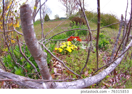Spring garden Spring garden 76315853