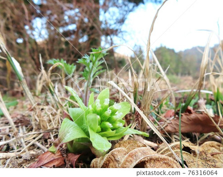 Yellow-green early spring wild plants Fukinoto Yellow-green early spring wild plants Fukinoto 76316064