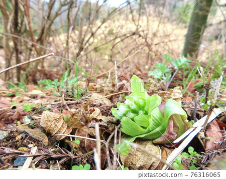 Beautifully colored edible wild plants in early spring 76316065