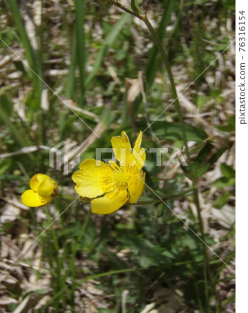Tall buttercup flower Tall buttercup flower 76316154