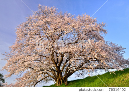 One cherry tree of Izaka Pond 76316402