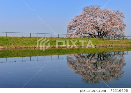 Izaka池塘一棵櫻桃樹 Izaka池塘一棵櫻桃樹 76316406