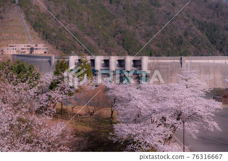 廣島縣怒井大壩附近的櫻花景色 廣島縣怒井大壩附近的櫻花景色 76316667