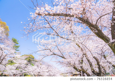 《Tokyo》 Cherry blossoms in full bloom, Ueno Park in spring 《Tokyo》 Cherry blossoms in full bloom, Ueno Park in spring 76316854
