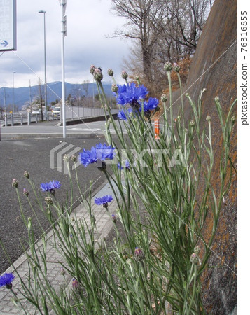 Cornflower flower Cornflower flower 76316855