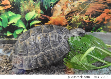 turtle turtle 76317098