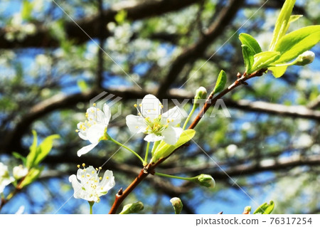 あかはなしょう Yamanashi (Yamanashi) flowers begin to bloom - Stock Photo