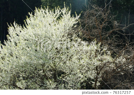 Yamanashi flowers whose flower color looks light green when viewed from a distance Yamanashi flowers whose flower color looks light green when viewed from a distance 76317257