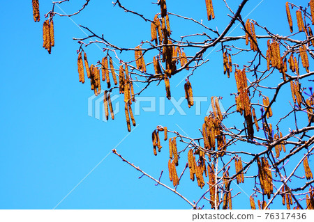 Alder inflorescence pollinosis Alder inflorescence pollinosis 76317436