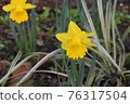 黃花 76317504
