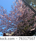 櫻花盛開 76317507
