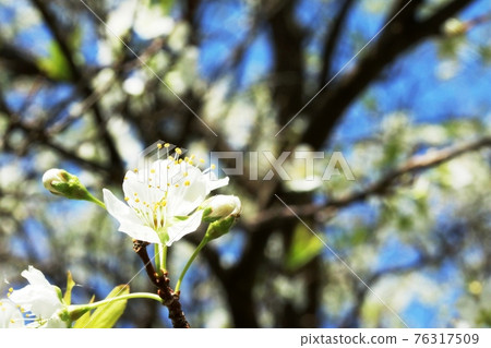 山梨(Yamanashi)花開始盛開 山梨(Yamanashi)花開始盛開 76317509