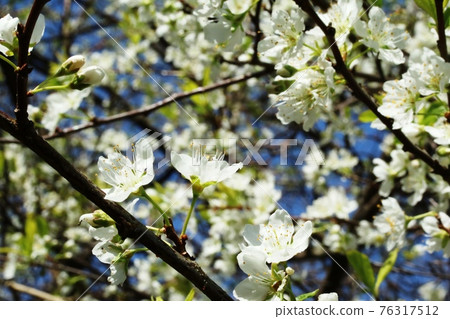 Yamanashi (Yamanashi) flowers begin to bloom Yamanashi (Yamanashi) flowers begin to bloom 76317512