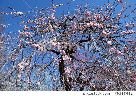 Fuchu City Local Forest Museum Plum Blue Sky 76318412