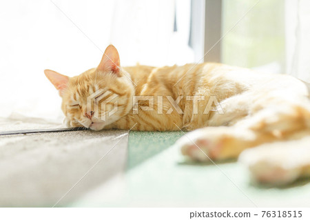 My cat series ⑨ My cat series ⑨ 76318515