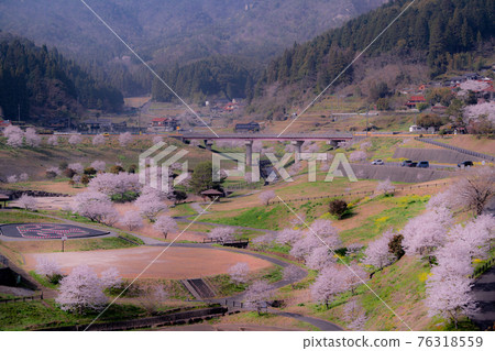 Sakura near Yasaka Dam in Miwa Town, Iwakuni City Sakura near Yasaka Dam in Miwa Town, Iwakuni City 76318559