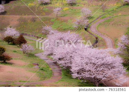 Sakura near Yasaka Dam in Miwa Town, Iwakuni City 76318561