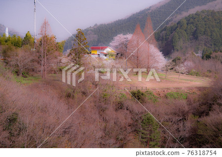 岩國市三輪町八坂水壩附近的櫻花 岩國市三輪町八坂水壩附近的櫻花 76318754