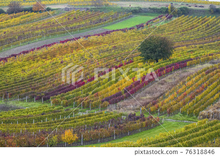 Autumn vineyard near Cejkovice, Southern Moravia, Czech Republic Autumn vineyard near Cejkovice, Southern Moravia, Czech Republic 76318846
