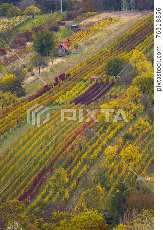 Autumn vineyard near Mutenice, Southern Moravia, Czech Republic Autumn vineyard near Mutenice, Southern Moravia, Czech Republic 76318856