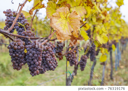 Grapes in autumn vineyard, Southern Moravia, Czech Republic Grapes in autumn vineyard, Southern Moravia, Czech Republic 76319176