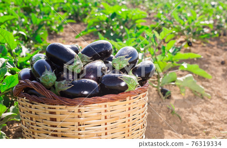 Freshly picked eggplants in wicker basket on farm field Freshly picked eggplants in wicker basket on farm field 76319334