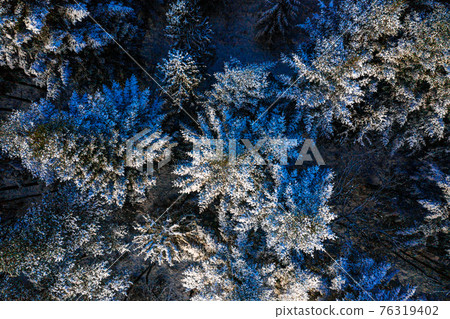 Tops of snow-covered pines on a frosty morning in the Carpathians. Snowy evergreen wild forest, forest view from a height. Tops of snow-covered pines on a frosty morning in the Carpathians. Snowy evergreen wild forest, forest view from a height. 76319402