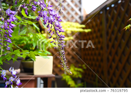 Wisteria flowers blooming on the balcony of the condominium Japanese-style plant balcony Life with bonsai Wisteria flowers blooming on the balcony of the condominium Japanese-style plant balcony Life with bonsai 76319795