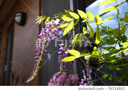 wisteria lights dunelm