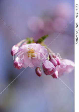 櫻花 石川櫻花 櫻花 石川櫻花 76319944