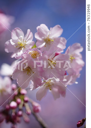 Sakura Shikawa Sakura Sakura Shikawa Sakura 76319946