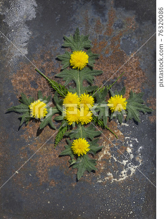 Creative top view spring ornament from dandelion and green leaves in minimal style on rustic iron background Creative top view spring ornament from dandelion and green leaves in minimal style on rustic iron background 76320086