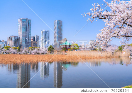 《Tokyo》 Shinobazu Pond in full bloom, Ueno Park in spring 76320364