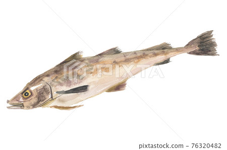 Walleye pollock cod 76320482