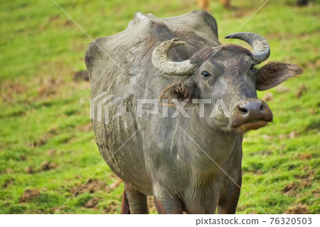 Buffalo, Water Buffalo, Udawalawe National Park, Sri Lanka 76320503