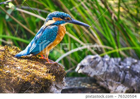 Kingfisher, Monfrague National Park, Spain 76320504