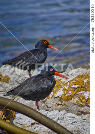 African Black Oystercatcher, Walker Bay Nature Reserve, South Africa African Black Oystercatcher, Walker Bay Nature Reserve, South Africa 76320510