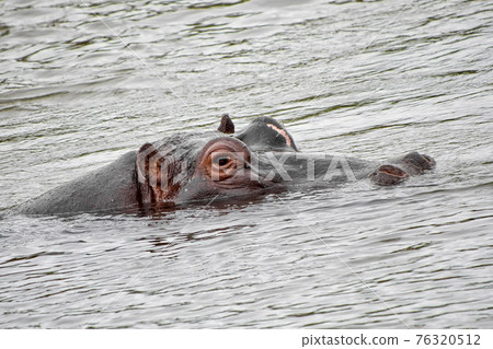 Hippopotamus, Kruger National Park, South Africa Hippopotamus, Kruger National Park, South Africa 76320512