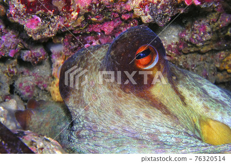 Common Octopus, Cabo Cope-Puntas del Calnegre Natural Park, Spain Common Octopus, Cabo Cope-Puntas del Calnegre Natural Park, Spain 76320514