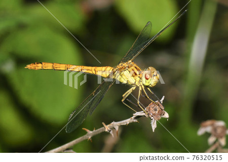 Dragonfly, Guadarrama National Park, Spain Dragonfly, Guadarrama National Park, Spain 76320515