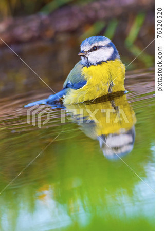 Blue Tit, Forest Pond, Mediterranean Forest, Spain Blue Tit, Forest Pond, Mediterranean Forest, Spain 76320520