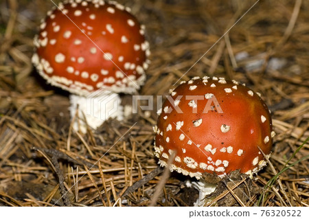 Fly Agaric, Guadarrama National Park, Spain Fly Agaric, Guadarrama National Park, Spain 76320522