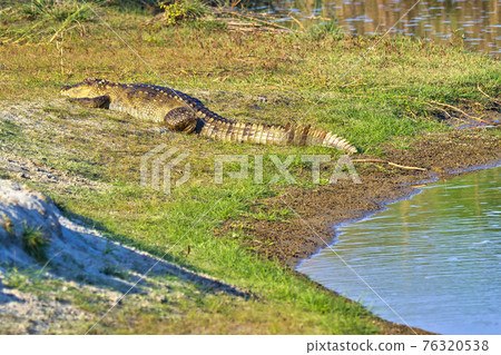 Mugger Crocodile, Royal Bardia National Park, Nepal Mugger Crocodile, Royal Bardia National Park, Nepal 76320538