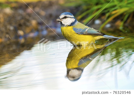 Blue Tit, Parus caeruleus, Forest Pond, Mediterranean Forest, Spain Blue Tit, Parus caeruleus, Forest Pond, Mediterranean Forest, Spain 76320546