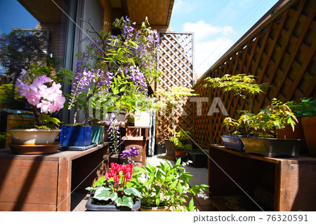 Spring Japanese-style veranda with flowers and fresh green bonsai 76320591